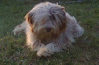 Étalon Bearded Collie - LoulaÏ au Royaume D'Endjy