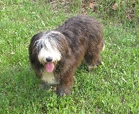 Étalon Bearded Collie - Pastille au Royaume D'Endjy