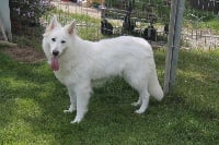 Étalon Berger Blanc Suisse - CH. big hauz Olimpi star hollywood