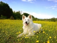 Étalon Berger Blanc Suisse - Jenna de l'ange Gardien de Faujus