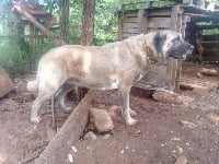 Étalon Berger Kangal - Maline gazeki de la Forêt des Quatre Seigneurs