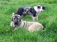 Étalon Berger Kangal - Para Des Terres d'Occitanie