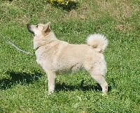 Étalon Buhund norvegien - neset Sjofn