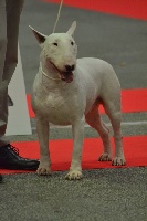Étalon Bull Terrier - chuckson's Ozzy