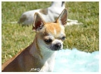 Étalon Chihuahua - Jewel love Des Etoiles D'ambre