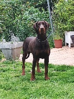 Étalon Dobermann - Orphée du Manoir des anges