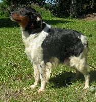 Étalon Epagneul Breton - Nunca De tremouard