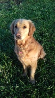 Étalon Golden Retriever - My lovely dog Du Royaume d'Häagen-Dazs