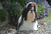 Étalon Shih Tzu - Leeloo des Amours De Shakya