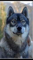 Étalon Siberian Husky - zausel's If you like dit maïronn