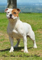 Étalon Staffordshire Bull Terrier - Pipper white De la crique du Flojule