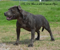 Étalon Staffordshire Bull Terrier - Pin-up blue De la crique du Flojule