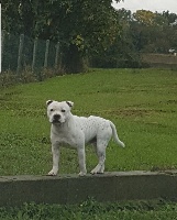 Étalon Staffordshire Bull Terrier - Original whit graduate dd'g domaine du doggy dogs