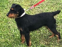 Étalon Terrier de chasse allemand - Nala du haut de Koeking