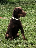 Étalon Terrier de chasse allemand - R-one Du Noyer Noir