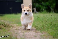 Étalon Welsh Corgi Pembroke - Carlotta hitriy lis