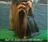 Étalon Yorkshire Terrier - CH. Jardin secret Des milrols