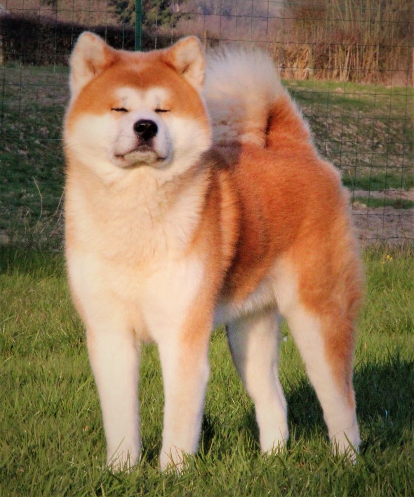 Publication : du Temple De Todai-ji