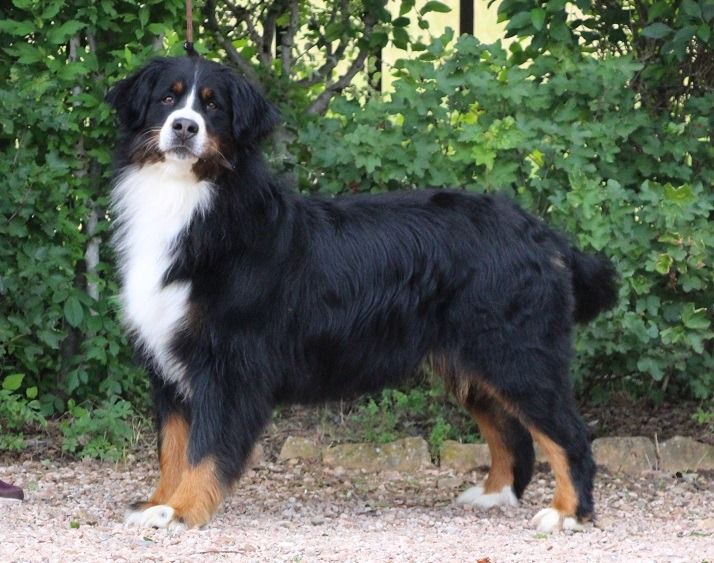 Publication : Du Rêve De Calineka