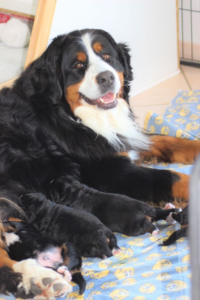 Publication : du Bois de Chantalouette