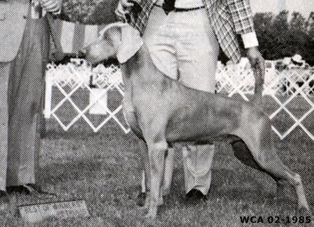 TR. CH. Nani's Boubble up cosidex