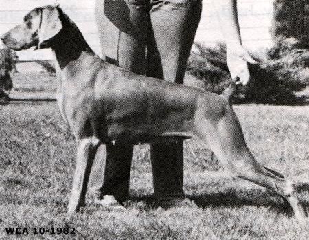 Nani's Rozelle von der reiteralm