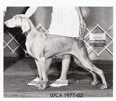 TR. CH. Nani's Soul sensation