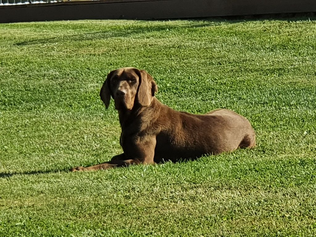 Publication : Du Haut De Maistre Auteur : Elevage du Haut De Maistre