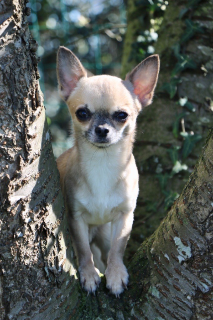 Publication : Souvenir Cheyenne Auteur : gladys Blomme