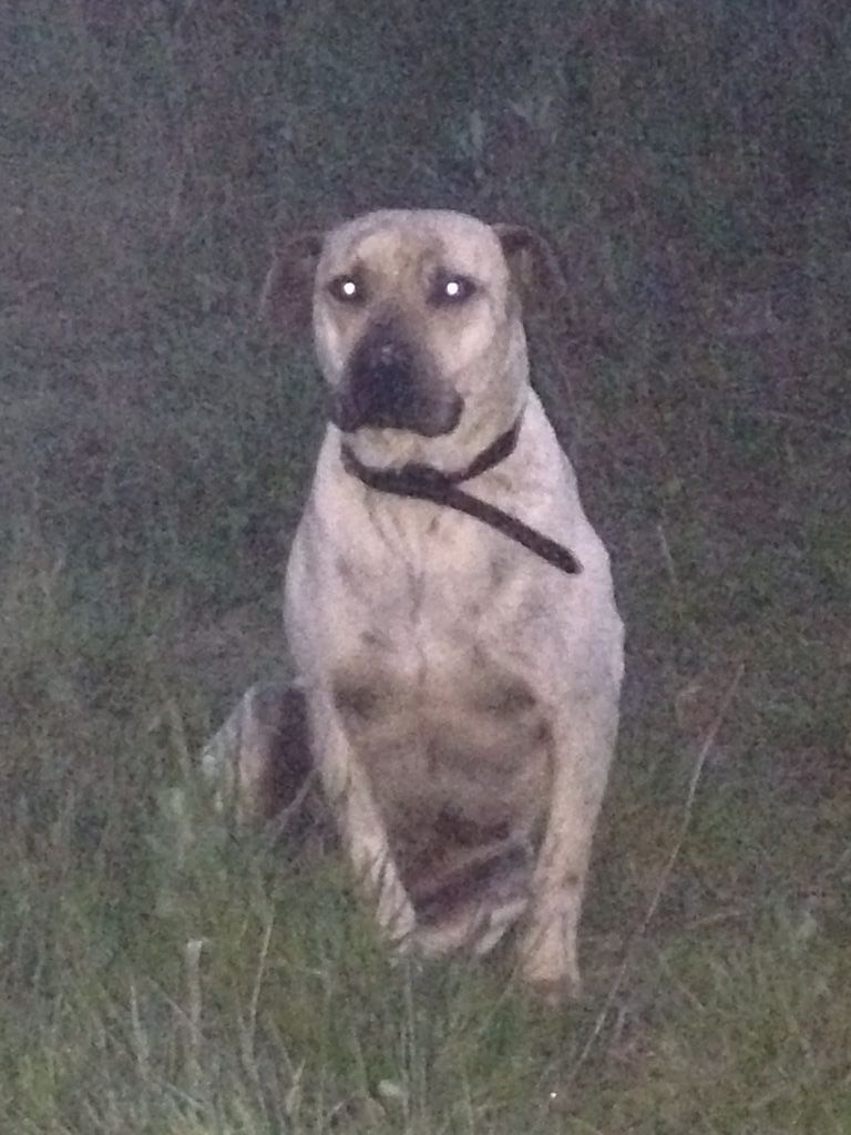 Publication : du domaine de Dalfinat Auteur : sophie perez