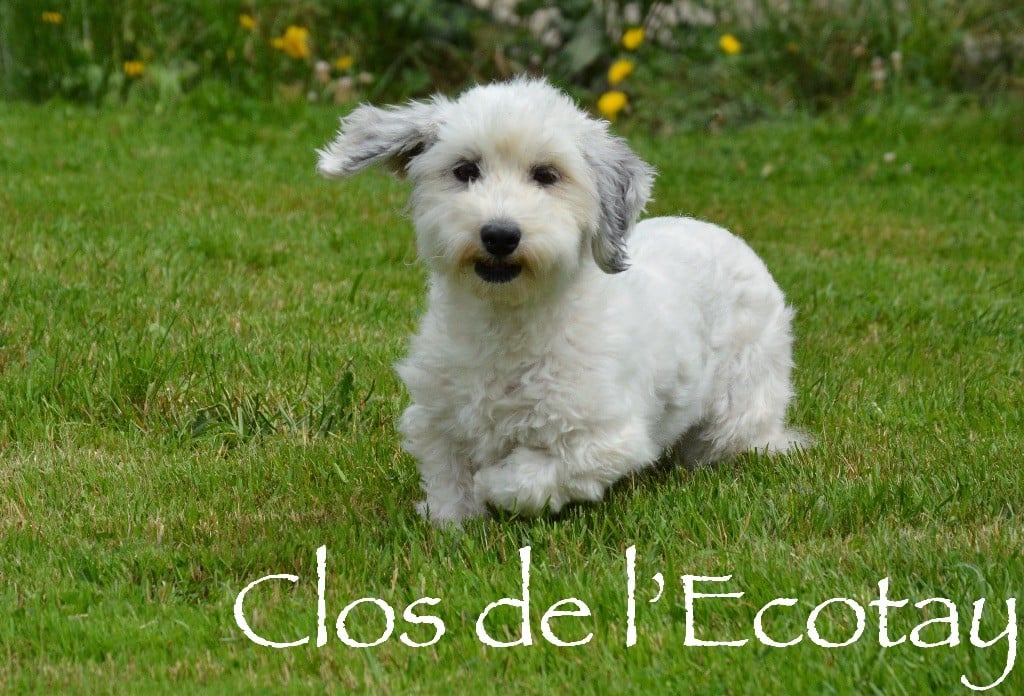 Publication : Du Clos De L'Ecotay Auteur : clos de l'ecotay