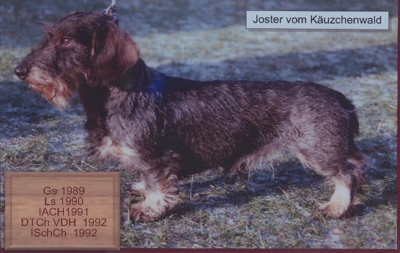 CH. Joster Vom kauzchenwald