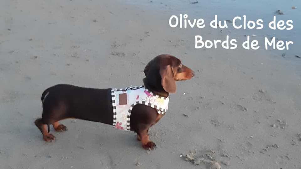 Olive Du Clos Des Bords De Mer