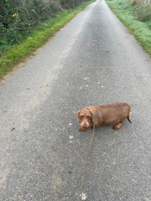 Étalon Teckel poil dur - O' chocoline De La Séguigniere