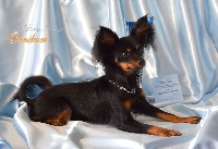 Étalon Russkiy Toy (Petit Chien Russe) - Poupee Russe Ounikum