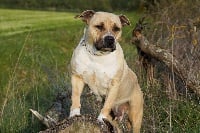 Étalon American Staffordshire Terrier - Ultimate Truth Irish celtic fairy