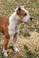 Étalon American Staffordshire Terrier - One chance Glory Potency Of Ring's