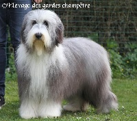 Étalon Bearded Collie - Omega Des gardes champetres