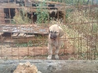 Étalon Berger Kangal - Rio kaymah de la Forêt des Quatre Seigneurs