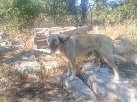 Étalon Berger Kangal - Orana gazmah de la Forêt des Quatre Seigneurs