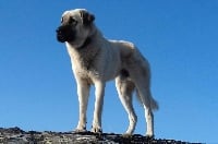 Étalon Berger Kangal - O hittite gazmah de la Forêt des Quatre Seigneurs