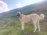 Étalon Berger Kangal - Pistil gaimah de la Forêt des Quatre Seigneurs