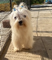 Étalon Bichon maltais - Mozard du domaine de l'Aristochien