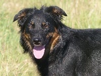 Étalon Border Collie - Primo Des Elflines De Gaelic