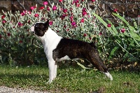 Étalon Boston Terrier - CH. Punky Sweeties Doggies