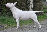 Étalon Bull Terrier - No mercy special chuckson's