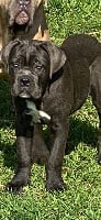 Étalon Cane Corso - Phakir (Sans Affixe)