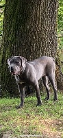 Étalon Cane Corso - Palcon (Sans Affixe)