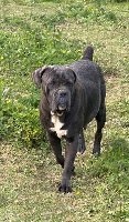 Étalon Cane Corso - Opale (Sans Affixe)