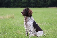 Étalon Chien d'Oysel allemand - Pacco (Sans Affixe)